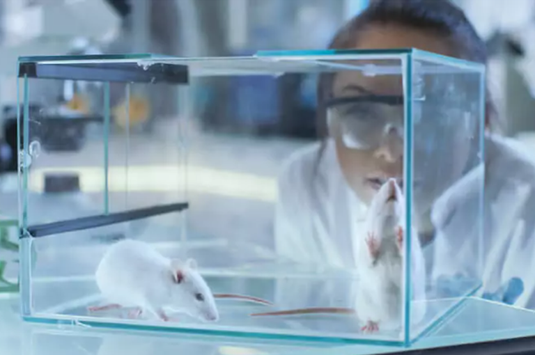 华盛顿大学：注射年轻小鼠血液成分可延长老年小鼠寿命10%