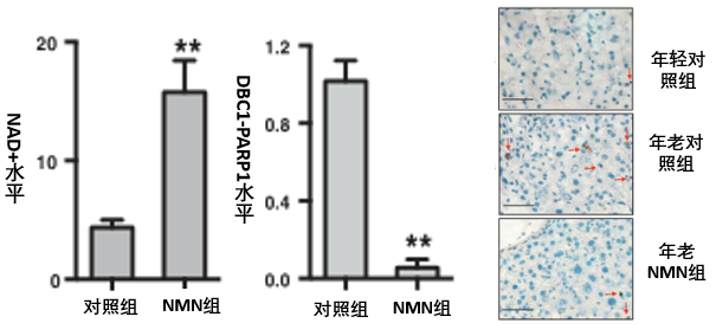 图9: 年老小鼠在腹腔注射NMN（500 mg/kg/d）后，其肝脏中NAD+水平（左）、DBC1-PARP1复合物水平（中）的差异情况，以及肝细胞中DNA损伤的情况（图右）其中在图右中，红色箭头标记的为代表DNA损伤的γH2AX阳性细胞，相比年轻对照组，年老对照组DNA损伤增加，而补充NMN后，年老小鼠DNA损伤显著减少；*代表具有显著差异。