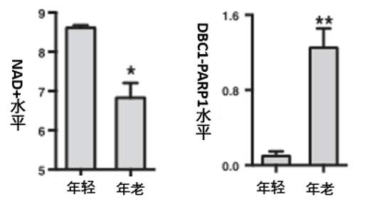图8: 年轻小鼠与年老小鼠肝脏中NAD+水平和DBC1-PARP1复合物水平的差异情况其中*代表具有显著差异。
