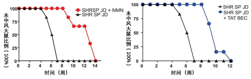 图1. (Forte et al. 2020 | Autophagy) Forte et al. 2020 | Autophagy) 用NMN刺激自噬可以显著降低高盐饮食大鼠的中风率。图中显示了易发中风的高血压大鼠(SHRSP)在高盐饮食(JD)情况下，补充NMN或自噬激活剂（TAT BEC），中风的发生时间延迟了近两倍。
