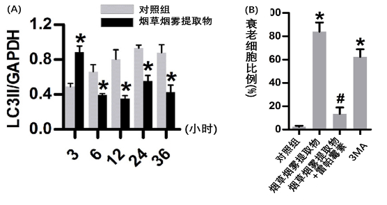 南方医科大研究显示NMN可促进清除小鼠肺部的损伤细胞插图2 (Zhang, et al. 2021 |Free Radical Biology and Medicine) 自噬受损是烟草烟雾促进衰老的机制。(A)图中,LC3 II是自噬相关蛋白,与未经任何处理的对照组细胞相比,LC3 II在暴露于烟草烟雾提取物三小时后含量增加,然后逐渐下降。(B)图显示,用烟草烟雾提取物处理的衰老细胞百分比增加,但具有促进自噬功能的雷帕霉素能够显著减少衰老细胞比例;用自噬抑制剂3MA处理肺细胞也促进了细胞衰老的增加。这些结果表明,烟草烟雾是通过抑制自噬来促进细胞衰老。