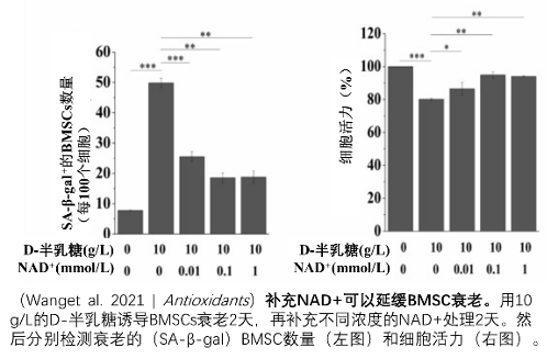 图4: 重庆大学科研团队发现补充NAD+可显著抑制干细胞老化