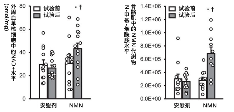 图2  (Yoshino et al., 2021 | Science) 补充NMN提高了外周血单核细胞中的NAD+水平，同时提高了骨骼肌中NMN代谢产物的水平。图中显示了糖尿病前期的绝经后妇女在连续10周每天服用250mg NMN胶囊之前和之后，外周血单核细胞中的NAD+水平（左）和骨骼肌中的NMN代谢物水平（右）变化。NMN 对外周血单核细胞中的NAD+水平和骨骼肌中的 NMN 代谢物“N-甲基-烟酰胺”都有重大影响。