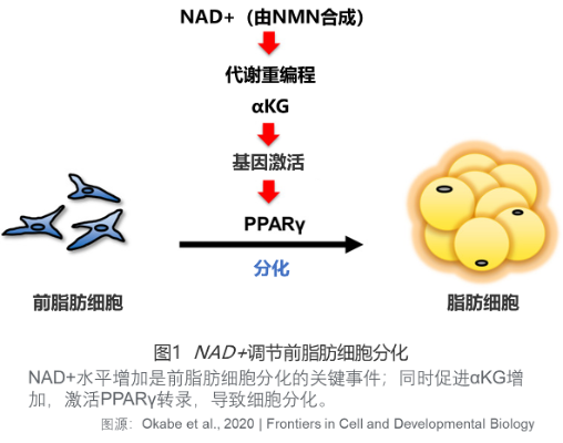 日本研究发现NAD+和AKG均可预防因高脂高糖饮食引起的小鼠脂肪分子积累插图2NMN 日本研究发现NAD+和AKG均可预防因高脂高糖饮食引起的小鼠脂肪分子积累插图2NMN