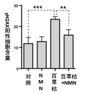图7: NMN (500 μM)可保护百草枯(300 μM)对DNA的损伤作用其中γH2AX阳性细胞可代表DNA损伤程度，含量越高，DNA损伤就越多；*代表具有显著差异。