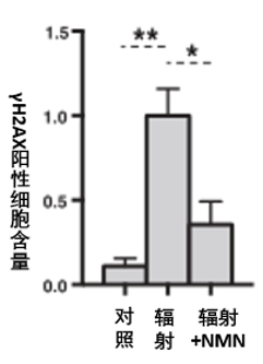图10: NMN（500 mg/kg/d）对经辐射照射年老小鼠的DNA影响图中γH2AX阳性细胞代表DNA损伤，含量越高，DNA损伤越严重；*代表具有显著差异。