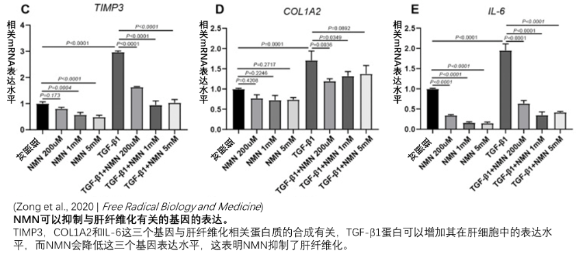 图4: 清华大学研究发现NMN可有效预防小鼠肝纤维化
