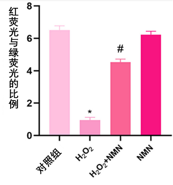 （Deng, et al. 2020 | FEBS Open Bio）NMN治疗可以逆转小鼠内皮细胞氧化应激导致的NAMPT和NF-κB变化。图中显示H2O2引起的氧化应激导致 NAMPT 水平降低（左图）和NF-κB水平升高（右图），而 NMN 逆转了这些影响。
