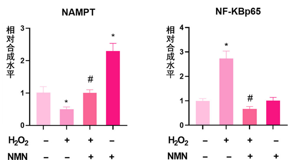 图5: 广西医科大研究显示NMN可保护小鼠脑血管细胞免受氧化应激损伤