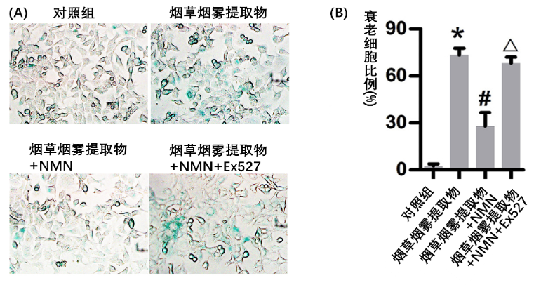 (Zhang, et al. 2021 |Free Radical Biology and Medicine) NMN恢复受损细胞的自噬以防止吸烟导致的衰老细胞堆积和肺纤维化。补充NMN可以提高NAD+水平，从而让长寿蛋白Sirtuin1发挥功能。Sirtuin1可以促进自噬，自噬有助于从细胞的线粒体中清除有害的活性氧，从而抑制衰老细胞堆积和肺纤维化。随着年龄的增长，NAD+水平下降，导致这一过程受损和DNA损伤，从而激活DNA修复蛋白PARPs，PARPs会进一步消耗NAD+，从而形成导致肺纤维化的恶性循环。