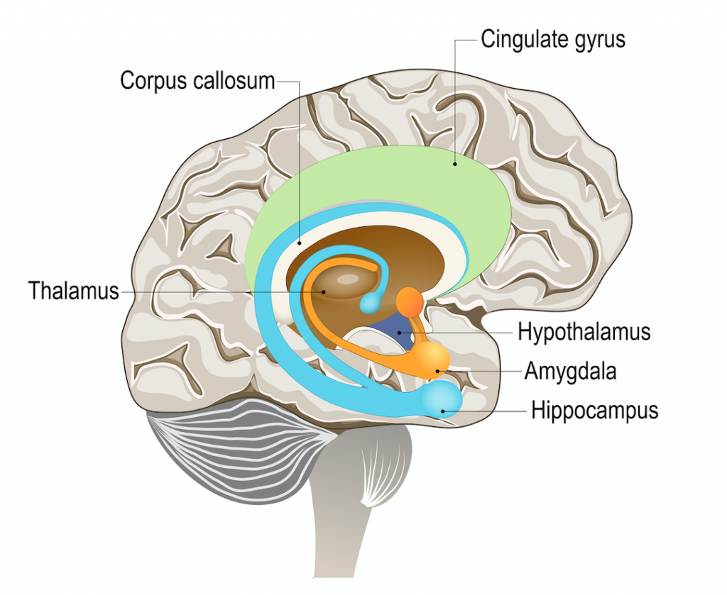 图2: 大脑结构（图中蓝色部分为海马体）