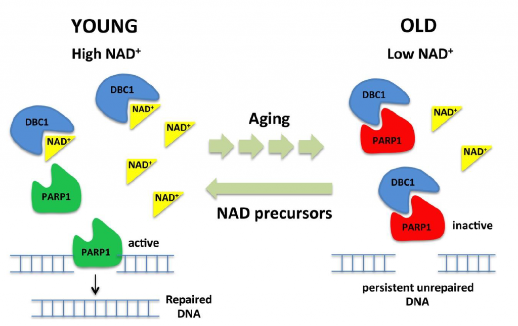 图11: 衰老过程中NAD+对PARP1-DBC1复合物的调节模型年轻人中相对较高的 NAD+ 水平通过限制 PARP1-DBC1 复合物来维持最佳 PARP1 活性，允许游离 PARP1 促进 DNA 修复并促进细胞存活。当 NAD+ 对 PARP1 的调节可能作为一个负反馈循环，当水平低于细胞活力阈值时，限制 PARP1 对 NAD+ 的消耗，从而允许其他 DNA 修复模式接管，直到 NAD+ 水平恢复。随着 NAD+ 水平随着年龄的增长而下降，PARP1 越来越多地与 DBC1 结合，导致 PARP1 和 DNA 修复活动减少。提高 NAD+ 水平使 DBC1 与 PARP1 分离并恢复 PARP1 和 DNA 修复活动。