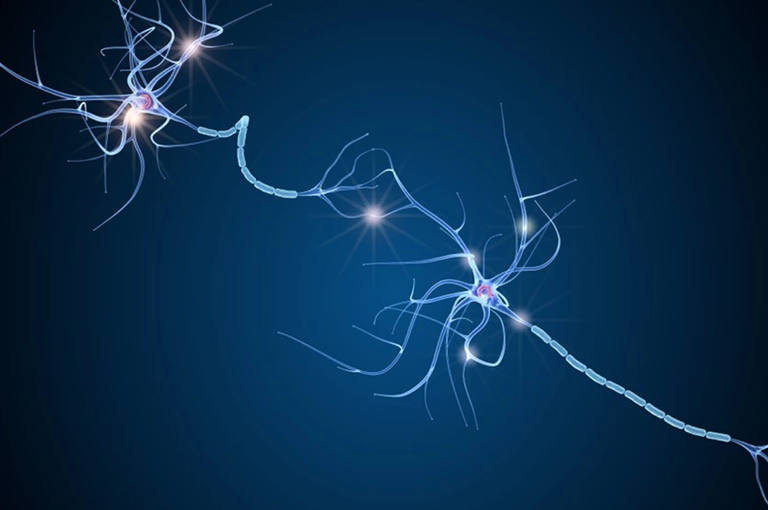 梅奥医学中心发现提升NAD+水平可促进脊髓神经修复