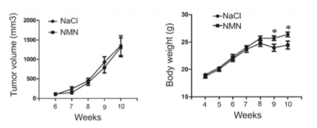 图5: 上海研究发现NMN不会促进小鼠肺癌的形成和生长, 并可帮助年轻小鼠体重减轻