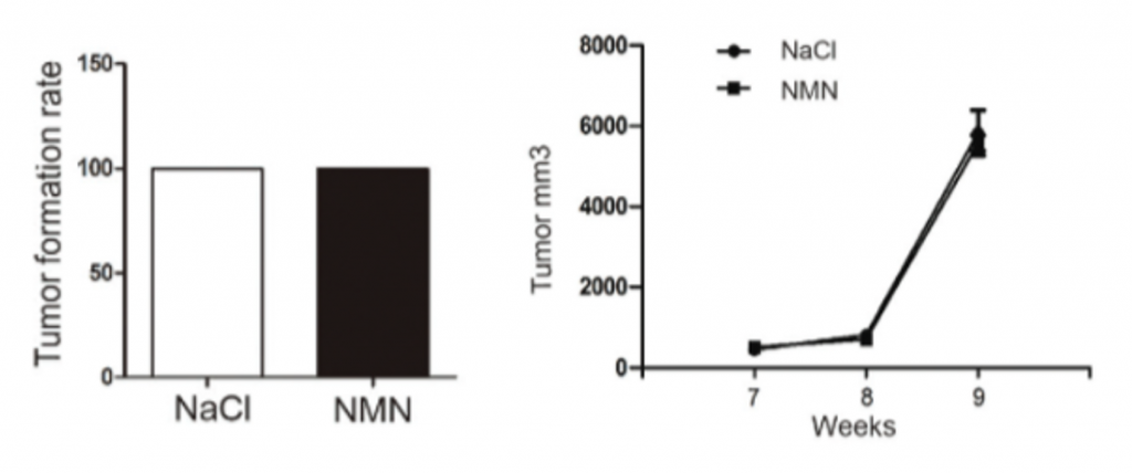 （Pan et al., 2020 |材料化学前沿）NMN并未阻止肿瘤的生长，但与小鼠体重的减轻有关。左图表明，用生理盐水或NMN处理的两组小鼠之间，肿瘤体积无显着差异，这意味着NMN对肿瘤的生长没有直接影响。右图显示了在实验的9周和10周内，注射NMN的小鼠体重有所减轻。