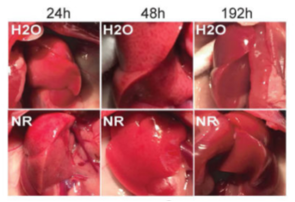 宾大科学家发现NAD+可不受长寿蛋白流失影响而促进肝脏再生插图3NMN