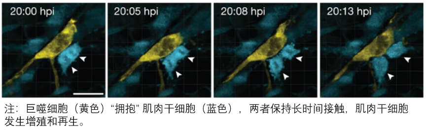 图4 巨噬细胞诱导肌肉干细胞再生