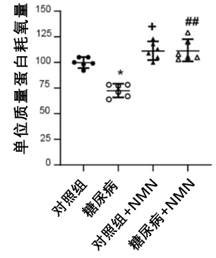 图3：NMN可降低糖尿病导致的线粒体损伤图中纵坐标代表大鼠海马中单位质量蛋白质(mg)呼吸作用消耗氧气的量，与对照组相比，糖尿病组大鼠线粒体功能受损，耗氧量显著降低，补充NMN后这一损伤得到显著改善。用单因素方差分析（One-way ANOVA）和Tukey’s HSD显著性检验进行假设检验, * +和#分别代表与糖尿病组比较，标记* +或# 即代表p <0.05 ，被认为具有统计学意义。