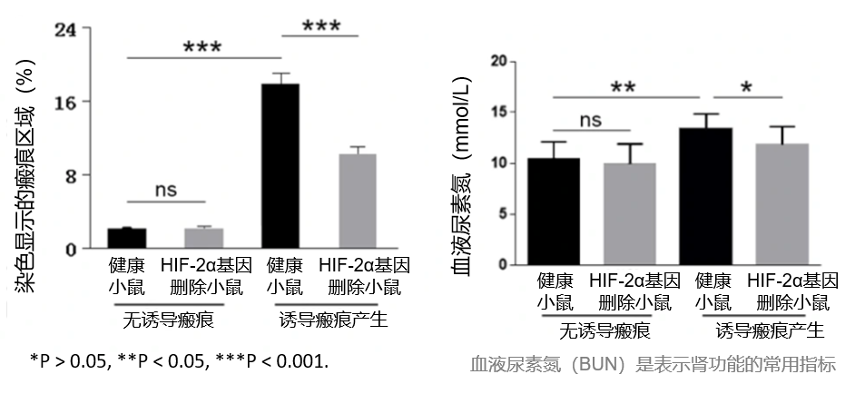 图4：HIF-2α蛋白可调节肾脏瘢痕的产生