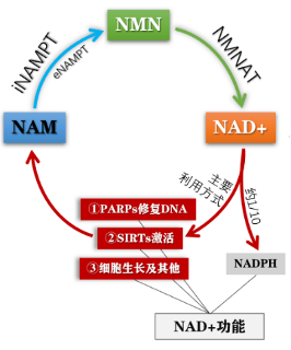 图2: NAM参与的NAD+补救合成途径