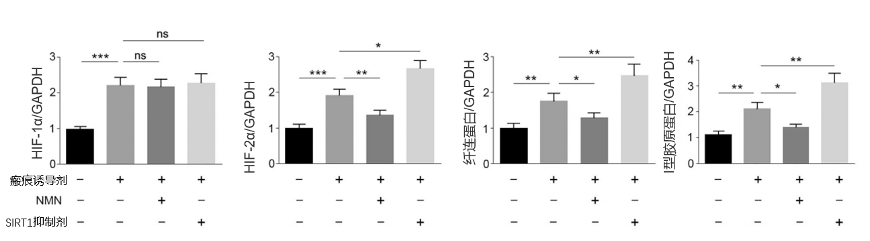图5：NMN可降低促瘢痕蛋白HIF-2α活性及瘢痕标记物水平