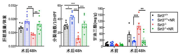 图7 NAD+治疗可以增强肝细胞特异性SIRT3缺失小鼠的肝脏再生能力注：左图显示了部分肝脏切除术48 小时后小鼠肝脏与体重之比；中间图显示了有丝分裂的肝细胞所占的百分比，指示肝细胞的再生情况；右图显示肝脏内甘油三酯水平，指示肝脏中脂质或脂肪的含量；黑色代表正常小鼠，蓝色代表用NAD+治疗的正常小鼠，红色代表肝细胞中缺乏 SIRT3 的小鼠，绿色代表用NAD+治疗的肝细胞中缺乏SIRT3的小鼠；*代表 P < 0.05；**代表 P < 0.01；***代表 P < 0.001。