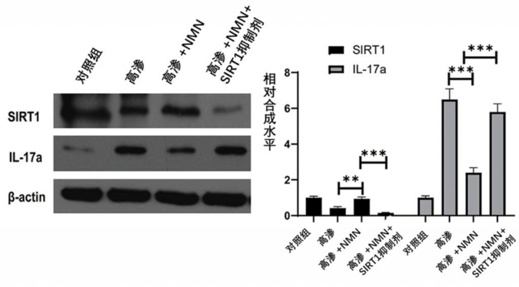 （Meng et al., 2021 | Journal of Inflammation Research）在高渗状态下，NMN增加了眼细胞的SIRT1蛋白，降低了炎症标记物IL-17a的水平。高渗透压状态下的眼细胞显示出SIRT1水平降低和炎症标记物IL-17a水平升高。NMN处理后这些影响被抑制，表明NMN减少了高渗条件下的眼细胞炎症。应用SIRT1抑制剂又恢复了高渗透压带来的影响，表明NMN是通过激活SIRT1来减轻炎症。