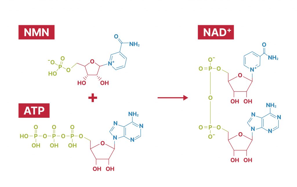 图2: NMN转化生成NAD+