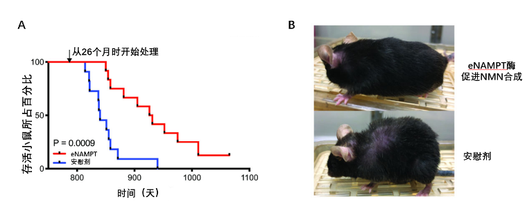 图2: 美国华盛顿大学研究发现，促进NMN合成能使老年小鼠的剩余寿命增加一倍以上，并显著改善小鼠睡眠质量和皮肤、毛发等外貌状态。
