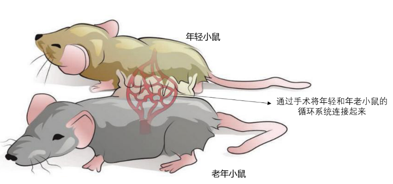 图2：异种共生的老年小鼠与年轻小鼠