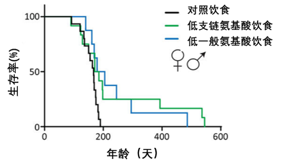 图2: 低支链氨基酸饮食对LmnaG609G/G609G小鼠存活率和最长寿命的影响注：曲线中每一个台阶代表有小鼠发生了死亡事件，对应的横坐标代表小鼠的死亡时点，纵坐标代表该时点所对应的累计生存率。与对照组相比，给小鼠饲喂低支链氨基酸和低一般氨基酸蛋白质成分的饮食均可以显著延长小鼠的寿命，但低支链氨基酸饮食的效果最好。（Richardson 等人，2020 | Nature Aging） 