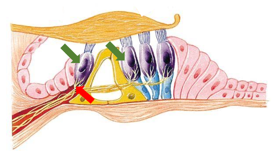 图1：耳蜗毛细胞与传入神经连接示意图注：绿色箭头指示的是耳蜗毛细胞，红色箭头指示的是传入神经。在强烈的噪声暴露下，毛细胞会释放神经递质分子，破坏耳蜗毛细胞与传入神经的连接。