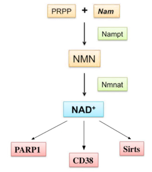 图1: NMN的分子机制
PRPP（5-磷酸核糖-1-焦磷酸）和NAM（烟酰胺）经NAMPT（烟酰胺磷酸核糖转移酶）催化后变为NMN（β-烟酰胺单核苷酸），再通过NMNAT（烟酰胺单核苷酸腺苷转移酶）催化形成NAD+，NAD+调节下游的PARP1（DNA修复酶）、Sirts（乙酰化酶，又称“长寿蛋白”）和CD38（特异性免疫抑制蛋白），从而改变线粒体功能，并影响DNA修复、干细胞增殖及氧化应激反应等，以此参与细胞的衰老机制。