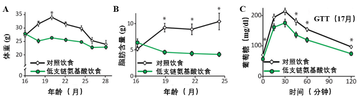 美科学家发现减少特定蛋白质的摄取有助于实现“冲绳式”长寿插图2 图3 低支链氨基酸饮食对老年小鼠的代谢影响注:图3A显示的是低支链氨基酸饮食喂养的小鼠的体重变化;图3B显示的是低支链氨基酸饮食显著降低了小鼠的体脂含量;图3C显示在低支链氨基酸饮食喂养三周后(17月龄时),小鼠的葡萄糖耐量和代谢水平得到显著改善,*表示差异具有统计学意义。(Richardson 等人,2020 |Nature Aging)