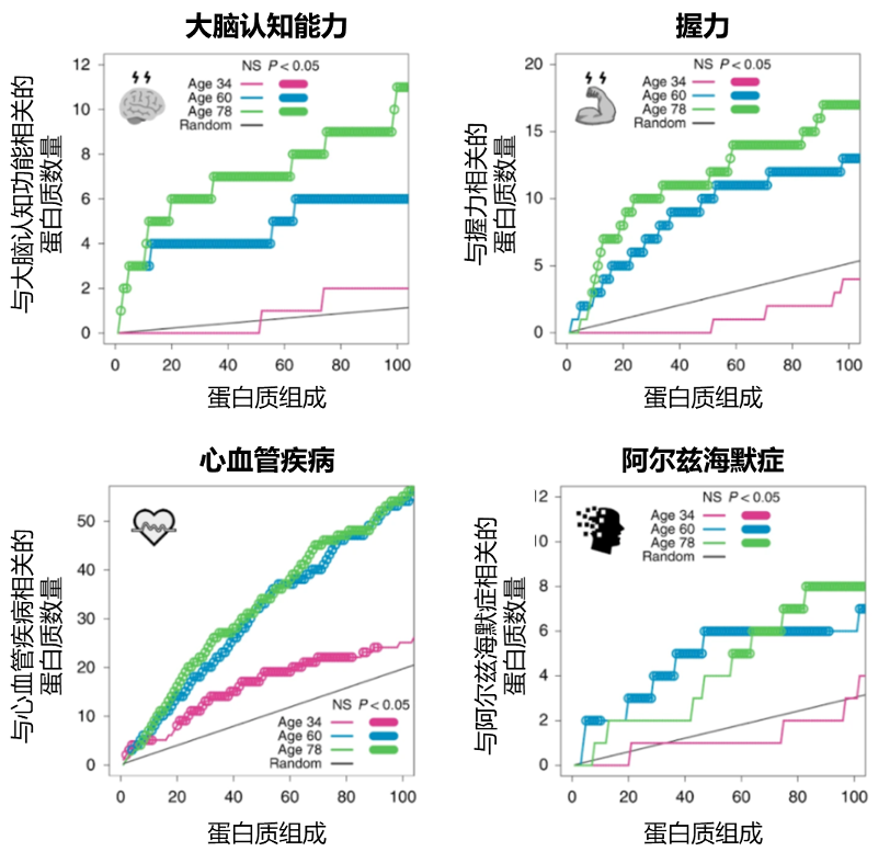 斯坦福科学家证实:分析血液中的蛋白质可建立可靠的“身体衰老时钟”插图3 图4:衰老相关蛋白质谱与疾病的关系