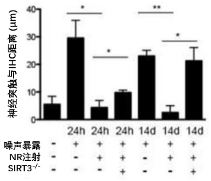 图5：不同小鼠中神经突触与内毛细胞(IHC)细胞核之间的距离注：图4表示的是噪声暴露24小时和14天时不同小鼠神经突触与内毛细胞(IHC)底部的细胞核之间的距离，数值越大表示突触回缩越严重。与对照组小鼠相比，在NR治疗的小鼠中可以看到神经突触回缩减少，并且这种神经突回缩的程度与SIRT3相关；条形显示的是从每组3只小鼠的最少5个耳蜗中获得的距离平均值，误差线代表标准差；使用单向方差分析和T检验进行统计分析，*代表P < 0.05，**代表P < 0.01。