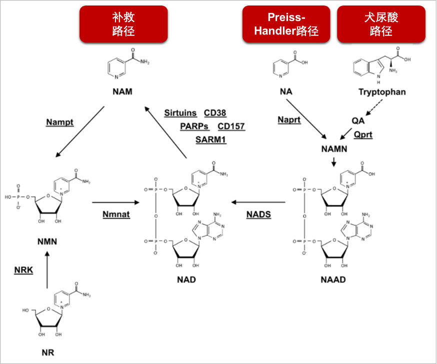 图2：NAD+在体内的生物合成路径