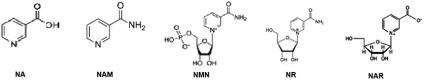 图3：5种NAD+前体的化学结构