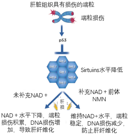 图1 端粒损伤与Sirtuins、NAD+、肝纤维化之间的关系。