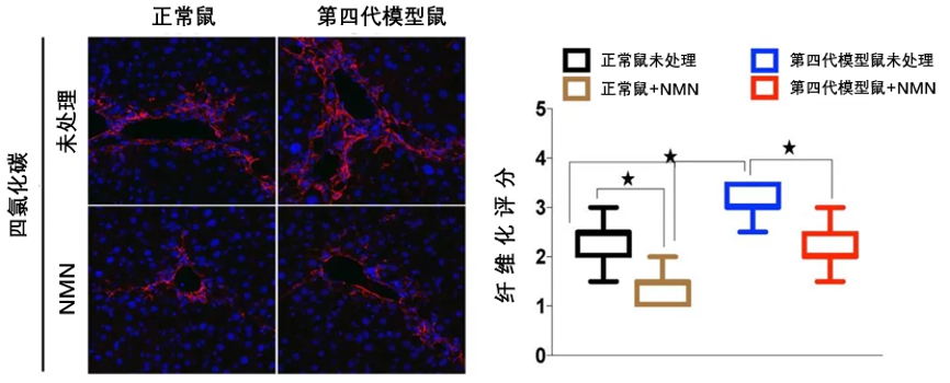 图3 NMN可改善端粒功能障碍小鼠和正常小鼠的肝纤维化。图左中为红色信号代表肝星状细胞（引起肝纤维化的主要细胞）的激活情况，相比未处理，NMN可使红色信号减弱。
