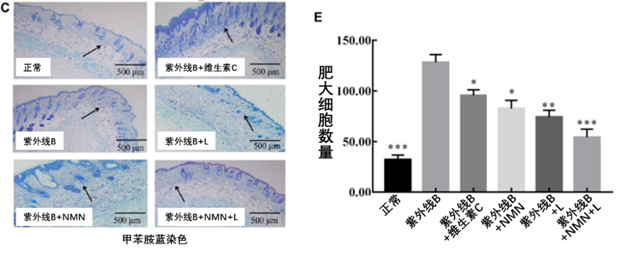 图5. NMN和发酵乳杆菌可协同作用，改善紫外线B辐射引起的皮肤炎症(Zhou et al.，2021 | Frontiers in Pharmacology)图C中的箭头指向的小蓝点为肥大细胞，而肥大细胞与皮肤炎症相关。“紫外线B组”小鼠比正常小鼠的肥大细胞数量明显增多，“紫外线B+NMN+发酵乳杆菌组”小鼠的肥大细胞数量与正常组最接近。