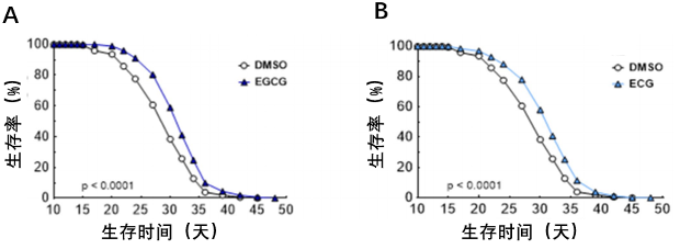 图4 EGCG和ECG延长线虫的寿命 注：图4A、B分别为EGCG、ECG及媒介对照（DMSO）组线虫的生存曲线图。平均寿命即生存曲线中生存率为50%时所对应的生存时间。