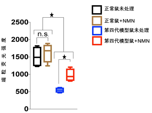 图4 NMN可改善端粒功能障碍小鼠的端粒长度。