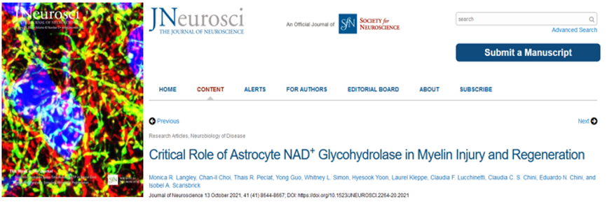 图2.《神经科学杂志》刊登的文章称，星形胶质细胞中NAD+的消耗酶在髓鞘损伤和再生中起关键作用