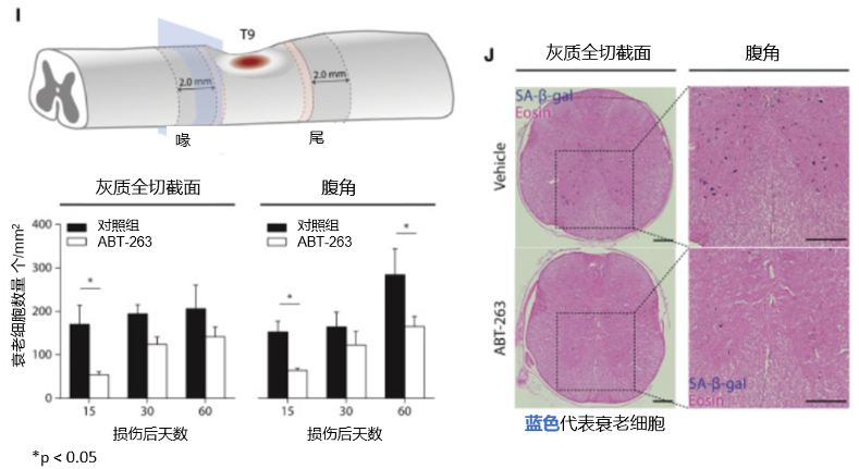图2. 抗衰老药物ABT-263可减少小鼠脊髓损伤后的衰老细胞数量