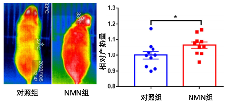 图3. 补充NMN显著提高了小鼠的产热量注：左侧图片为小鼠的红外热成像图，右侧直方图代表的是小鼠的产热量，*表示差异有统计学意义。