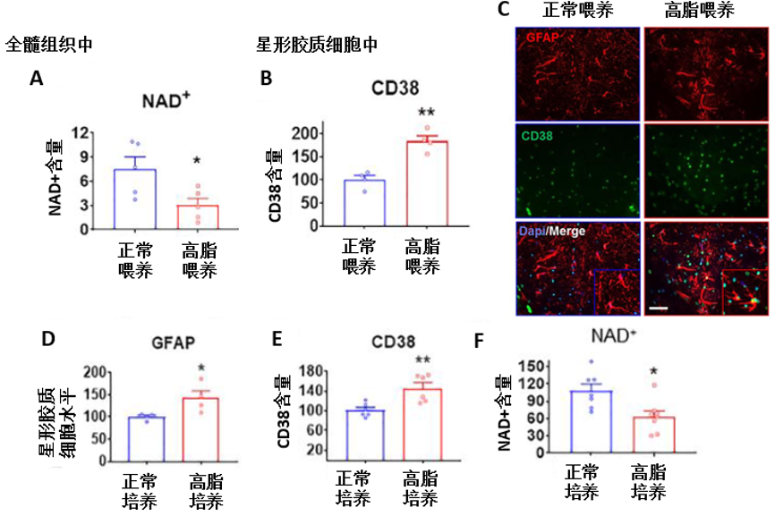 图4. 高脂饮食可活化星形胶质细胞，增加CD38含量，减少NAD+水平。图A为全髓组织中NAD+含量；图B为星形胶质细胞中CD38含量；图C为CD38和星形胶质细胞的免疫荧光图；图D-F为体外高脂培养条件下，星形胶质细胞、CD38和NAD+的变化。其中GFAP是星形胶质细胞活化的标志物。