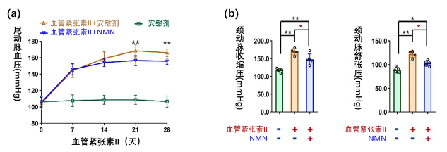 图4. NMN可减轻血管紧张素II诱导的小鼠高血压和血管结构改变。（a）每7天测量小鼠尾动脉血压，结果显示血管紧张素II会导致血压升高，而补充NMN可以显著改善高血压症状。（b）在第4周检测小鼠颈动脉收缩压和舒张压，结果显示补充NMN可以显著改善血管紧张素II导致的高血压症状。