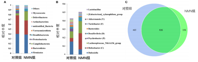 图4. NMN增加了小鼠肠道菌群优势菌种的丰度注：补充NMN提高了16月龄小鼠粪便优势菌的丰度。(A)门水平，(B)属水平，(C)维恩图，*表示差异有统计学意义。