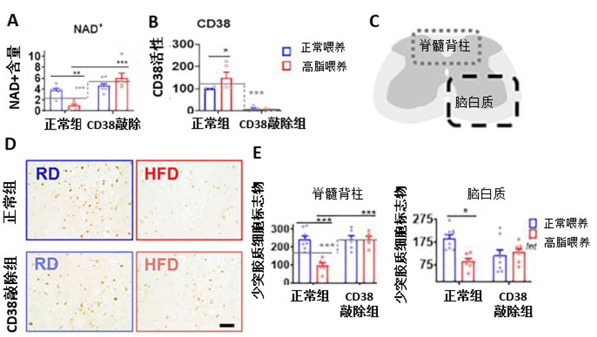 图6. 抑制CD38活性，可抵抗高脂饮食引起的少突胶质细胞损失。图A和B为高脂饮食对NAD+和CD38活性的影响；图C为脊髓取少突胶质细胞的位置示意图，分为脊髓背柱和脑白质两处；图D为正常组和CD38敲除组小鼠在正常喂养和高脂喂养下少突胶质细胞标志物的免疫染色图；图E为根据免疫染色进行少突胶质细胞的定量分析。